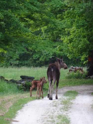 Moose photographed in Connecticut