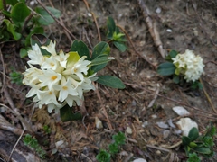 Daphne blagayana