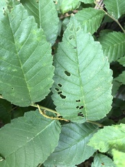 Xanthogaleruca luteola