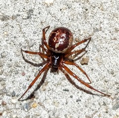 Steatoda