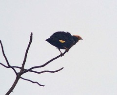 Ampeliceps coronatus