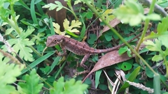 Sitana