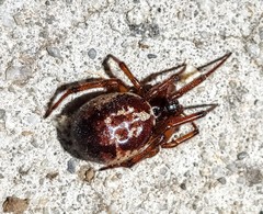 Steatoda