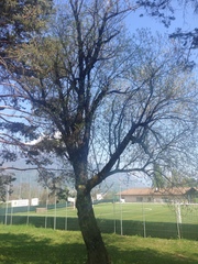 Salix eleagnos