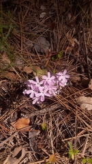 Phlox speciosa