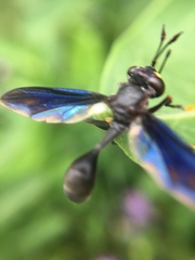 Physocephala floridana