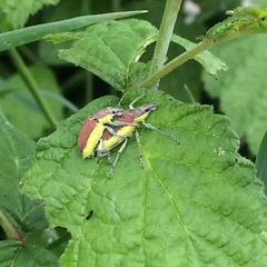 Chlorophanus viridis