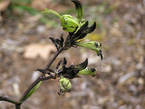 Macropidia fuliginosa (Hook.) Druce