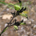 Macropidia fuliginosa - Photo (c) Clare Snow, algunos derechos reservados (CC BY-NC-SA)