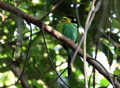 Psarisomus dalhousiae