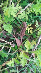 Sitana