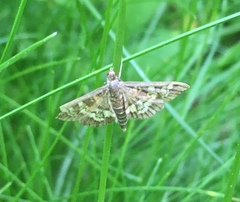 Nomophilini