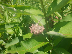 Asclepias syriaca
