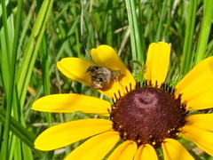 Tebenna gnaphaliella