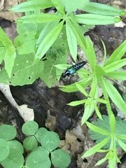 Philonthus caeruleipennis