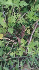 Sitana