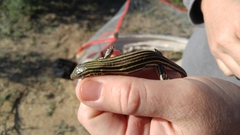 Aspidoscelis laredoensis