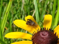 Tebenna gnaphaliella