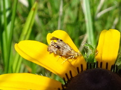 Tebenna gnaphaliella