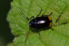 Cryptocephalus biguttatus