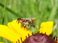 Tebenna gnaphaliella