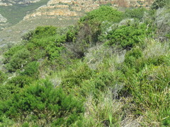 Pittosporum undulatum