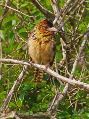 Trachyphonus darnaudii