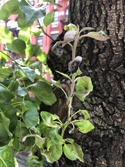 Podosphaera leucotricha