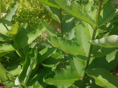 Asclepias syriaca