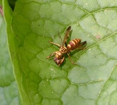 Polistes cubensis