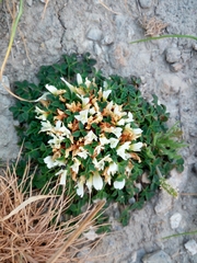 Trifolium uniflorum