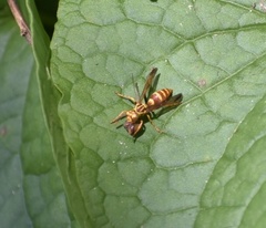 Polistes cubensis