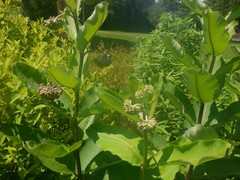 Asclepias syriaca