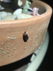 Microphotus angustus