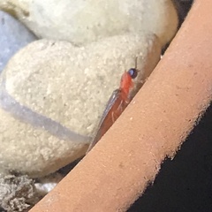 Microphotus angustus