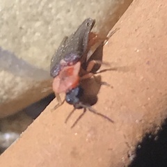 Microphotus angustus