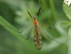 Limonia nigropunctata