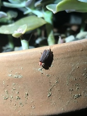 Microphotus angustus