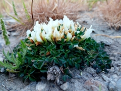 Trifolium uniflorum