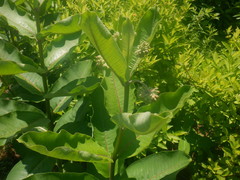 Asclepias syriaca