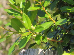 Metrosideros excelsa