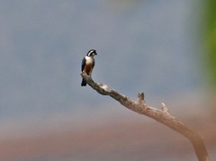 Microhierax fringillarius