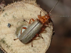 Cultellunguis larvalis