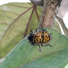 Erotylina leoparda