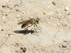 Laphystia