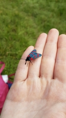 Zygaena filipendulae
