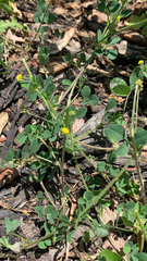 Medicago lupulina