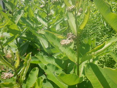 Asclepias syriaca