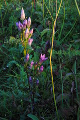 Gentianella germanica