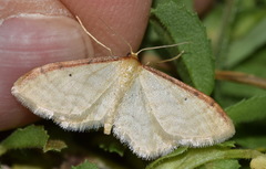 Idaea humiliata